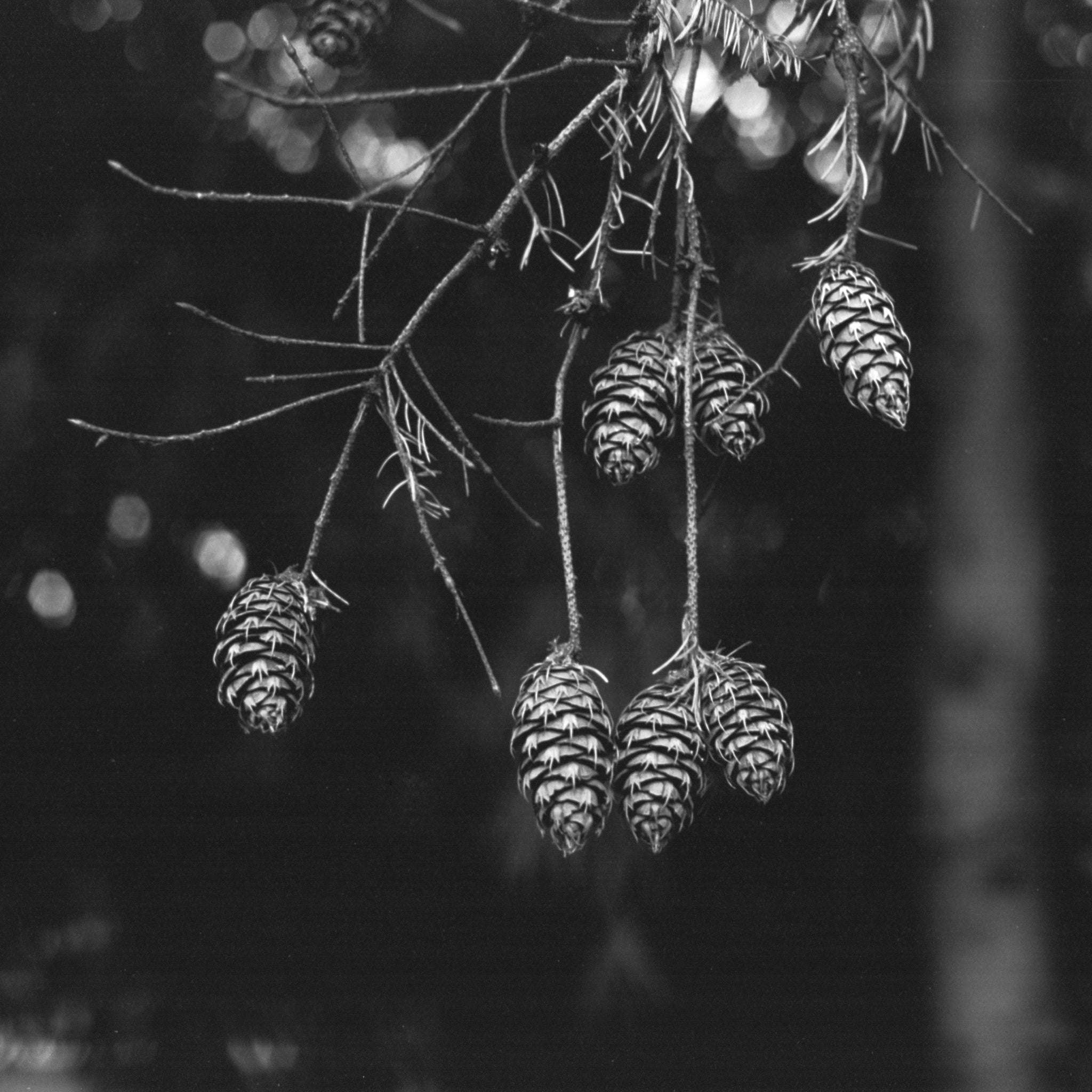 Black and white photo of pine cones hanging from branches